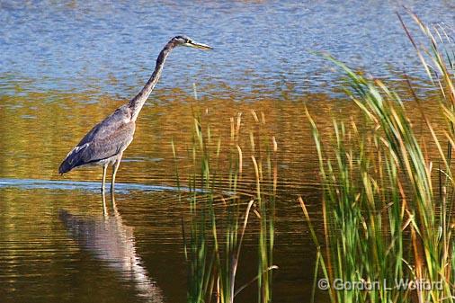 Hunting Heron_51881.jpg - Great Blue Heron (Ardea herodias) photographed at Ottawa, Ontario, Canada.